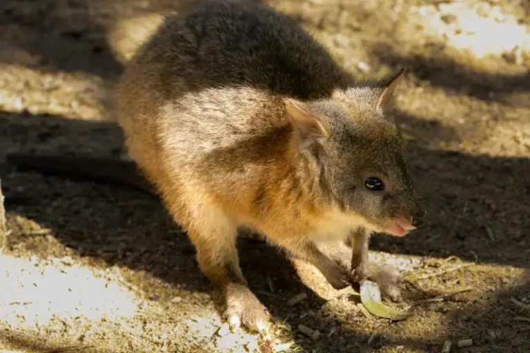 Quokka