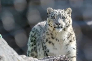 Snow Leopard
