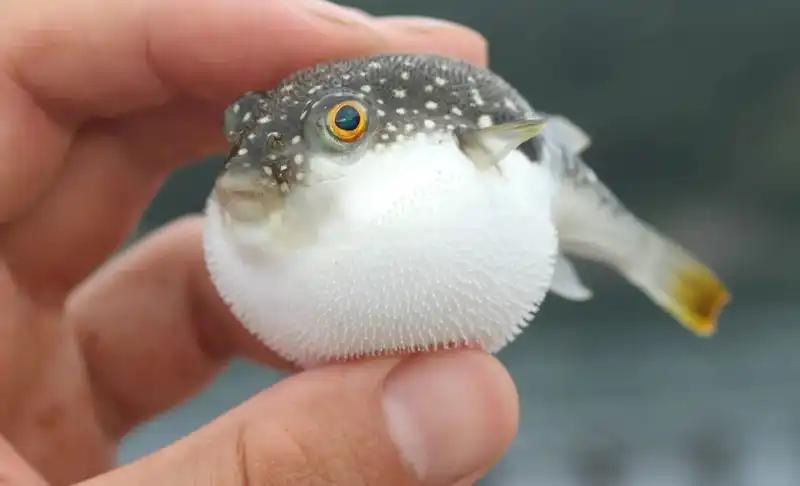 The world’s 10 cutest marine animals