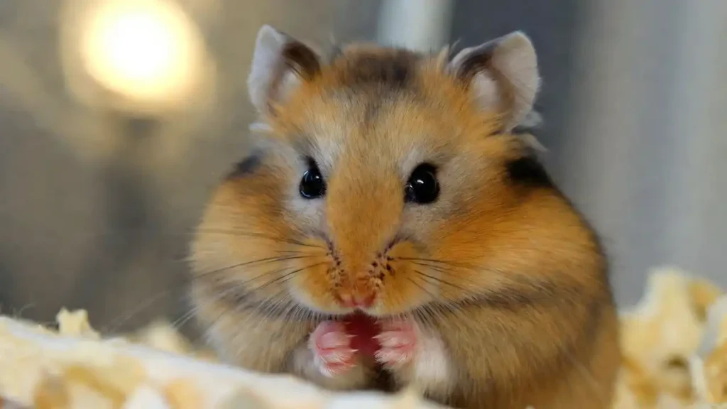 Hamster