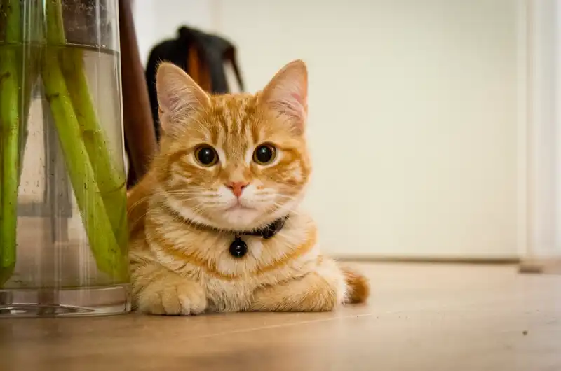 Top 100 Cute Animals Ranked by Pure Adorableness