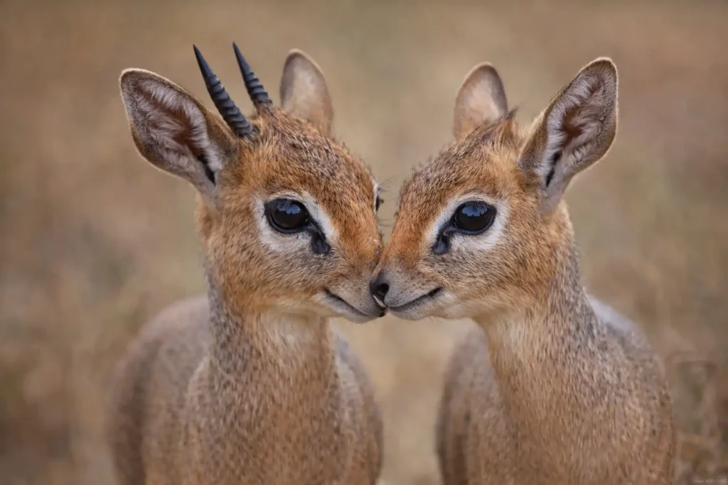"Kirk's dik-dik pair in East African savanna habitat"