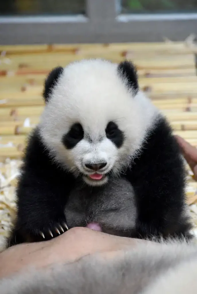 Giant Panda Cub