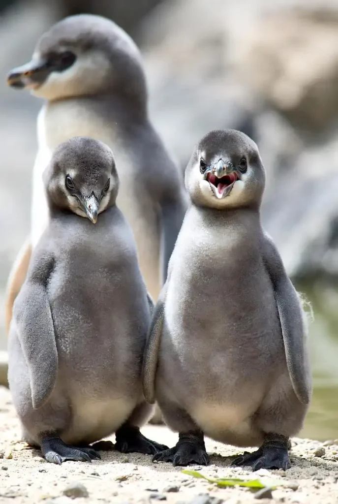 Rare African Penguin Chicks