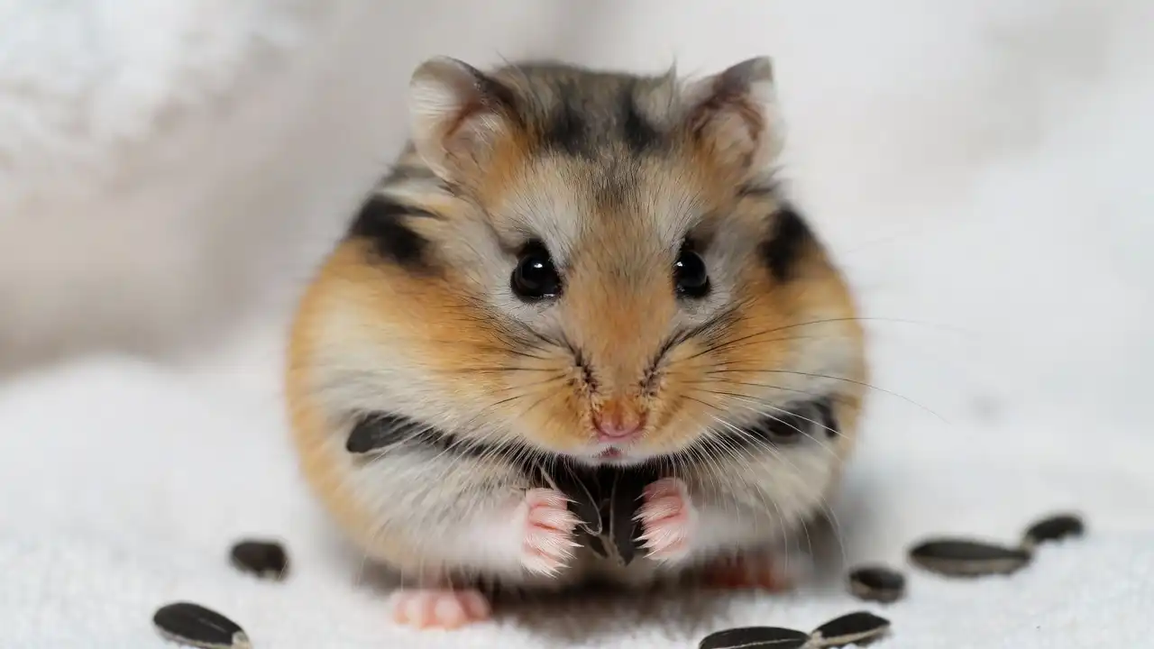 Campbell's Dwarf Hamster