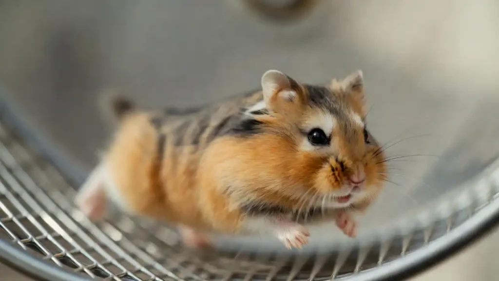 Roborovski Dwarf Hamster (Robo Hamster)