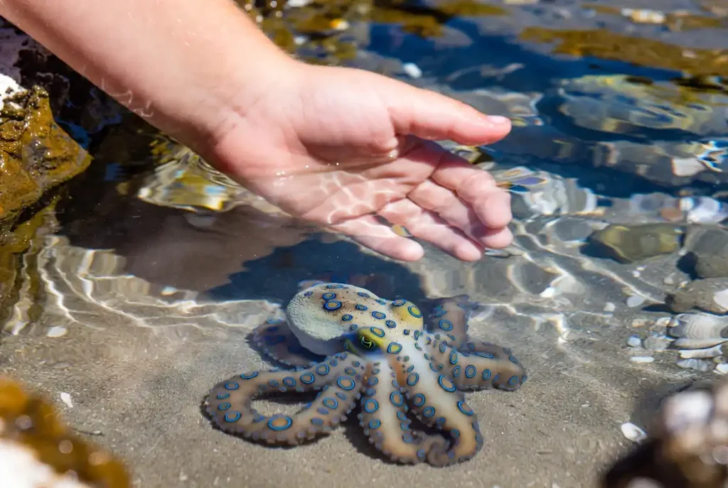 A tiny blue-ringed octopus