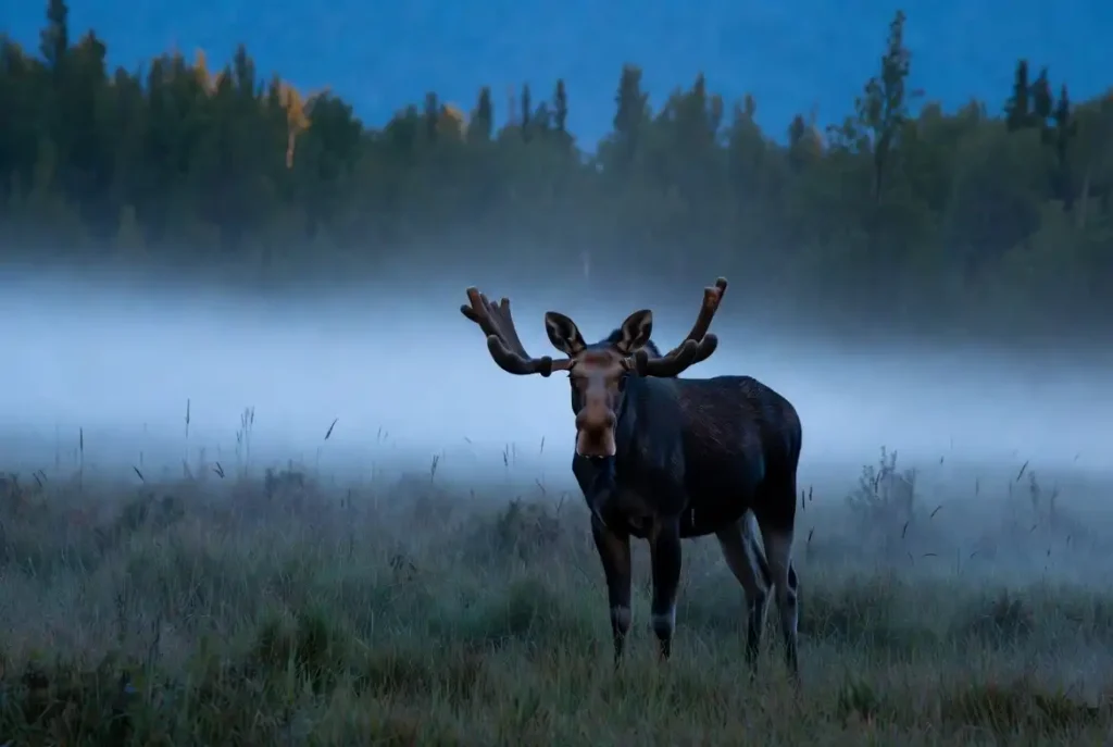 Moose look like large