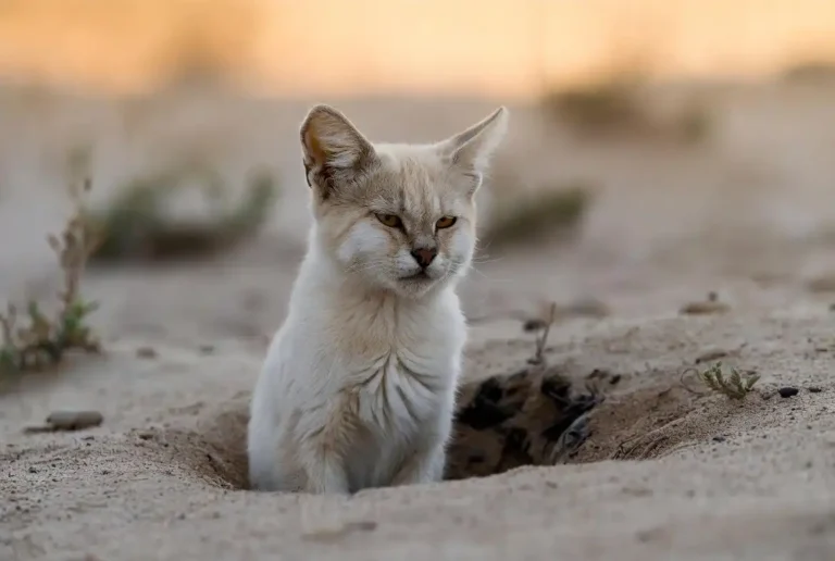 Sand cat